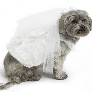 Martha Stewart pets Wedding Dress